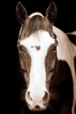 Blue Eyed Horse Wall Art