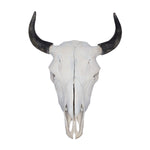 Bison Skull with Horn Caps, 2 Sizes