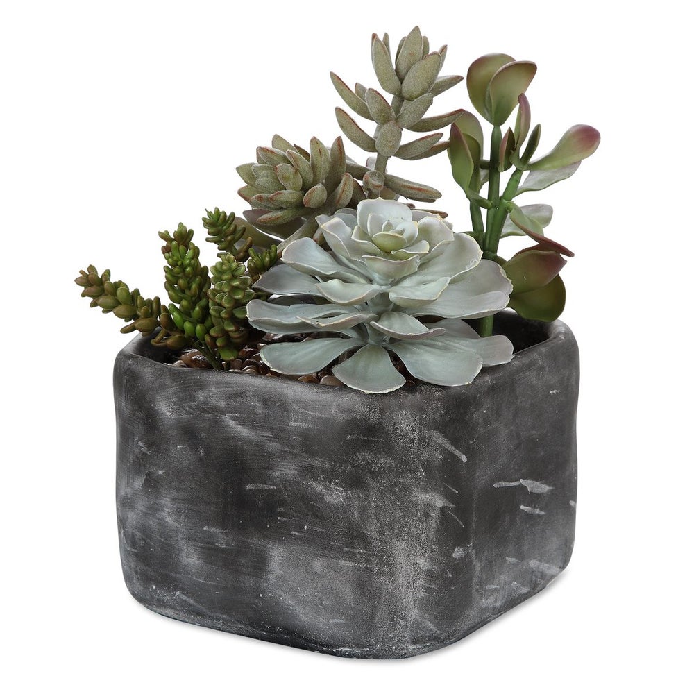 Alverio Succulent