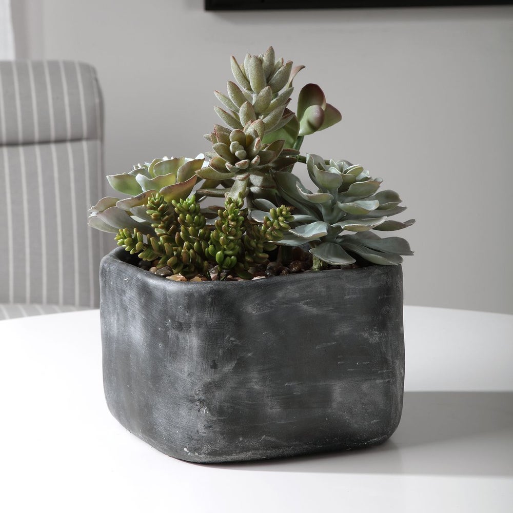 Alverio Succulent