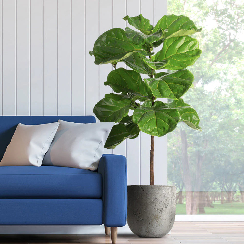 Live Fiddle Fig Tree