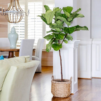 Live Fiddle Fig Tree