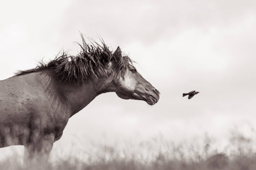 Flight of Honor by Photographer, Kimerlee Curyl