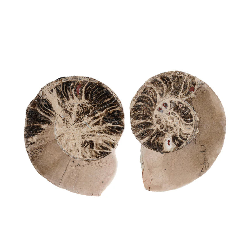 Split Polished Ammonite Pair - Large