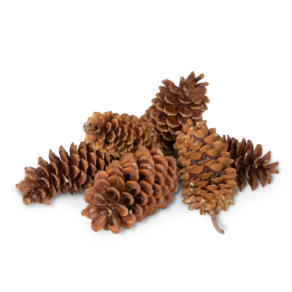 Sugar Pine Cones