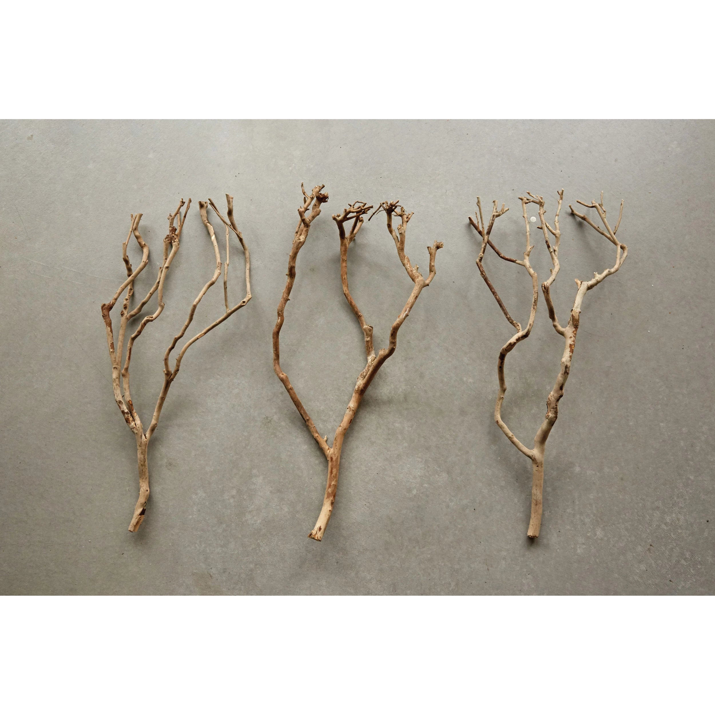 Tea Tree Branch 27.5"L x 12"W