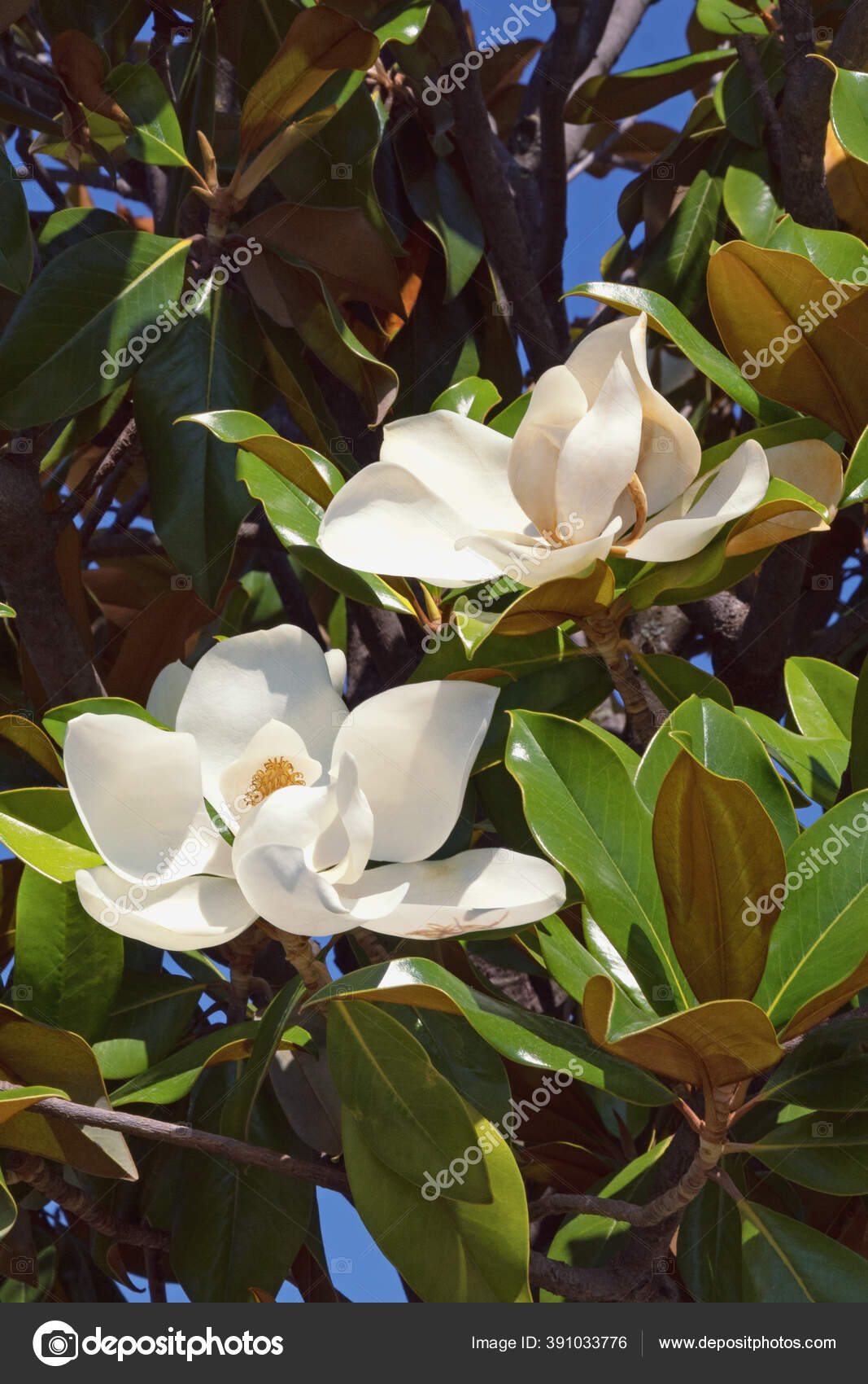 Estate Magnolia Branch