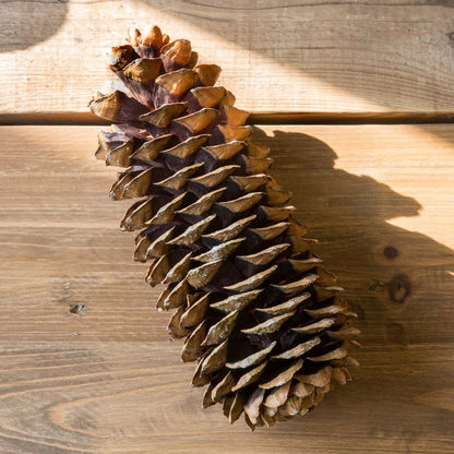 Sugar Pine Cones

Large