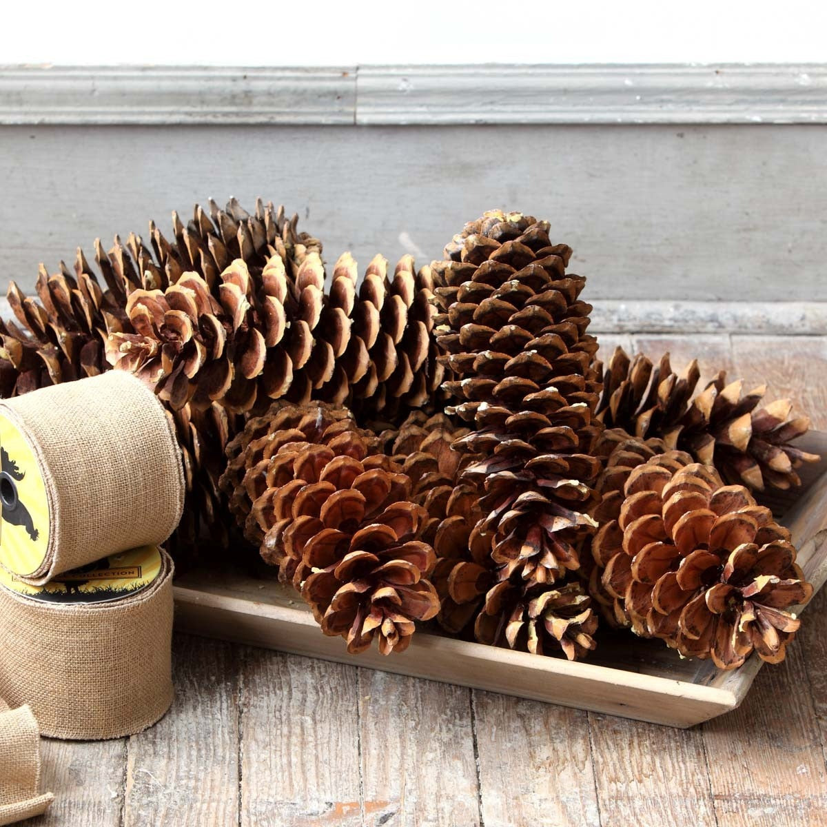 Sugar Pine Cones