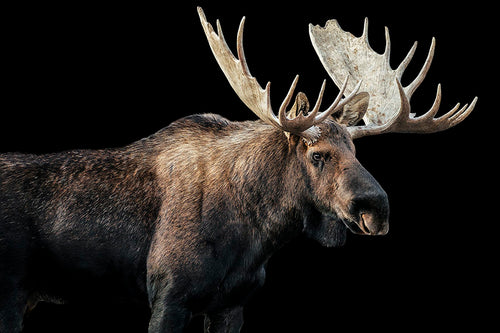 Bull Moose I